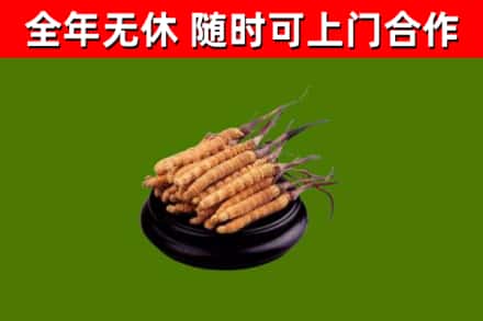 滦平回收冬虫夏草