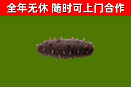 滦平回收海参干